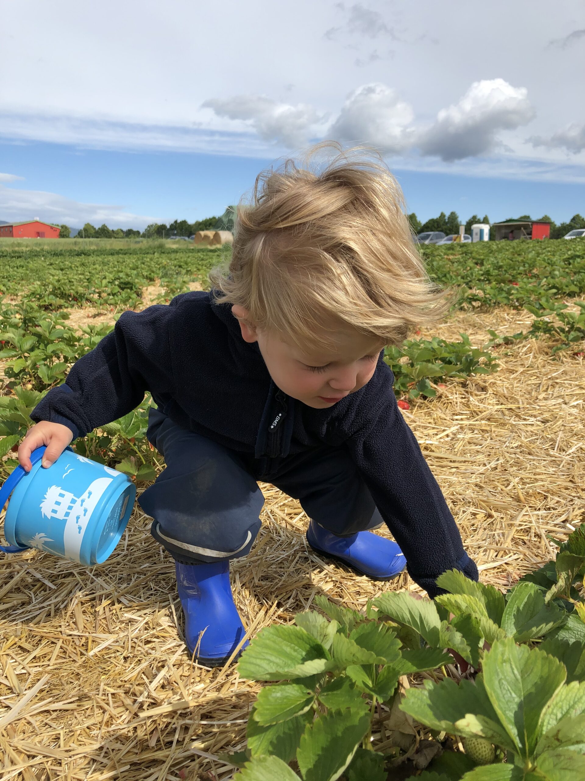 Erdbeerfelder Rund Um M Nchen Zum Erdbeeren Selbst Pfl Cken Einfach