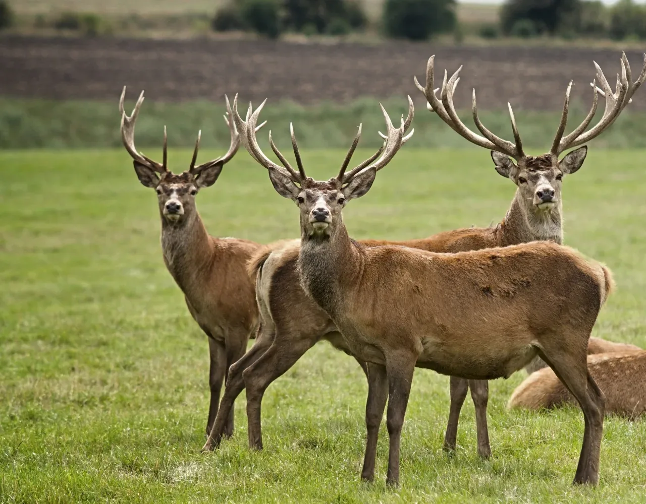 Düsseldorf mit Kindern - Wildpark mit Rotwild
