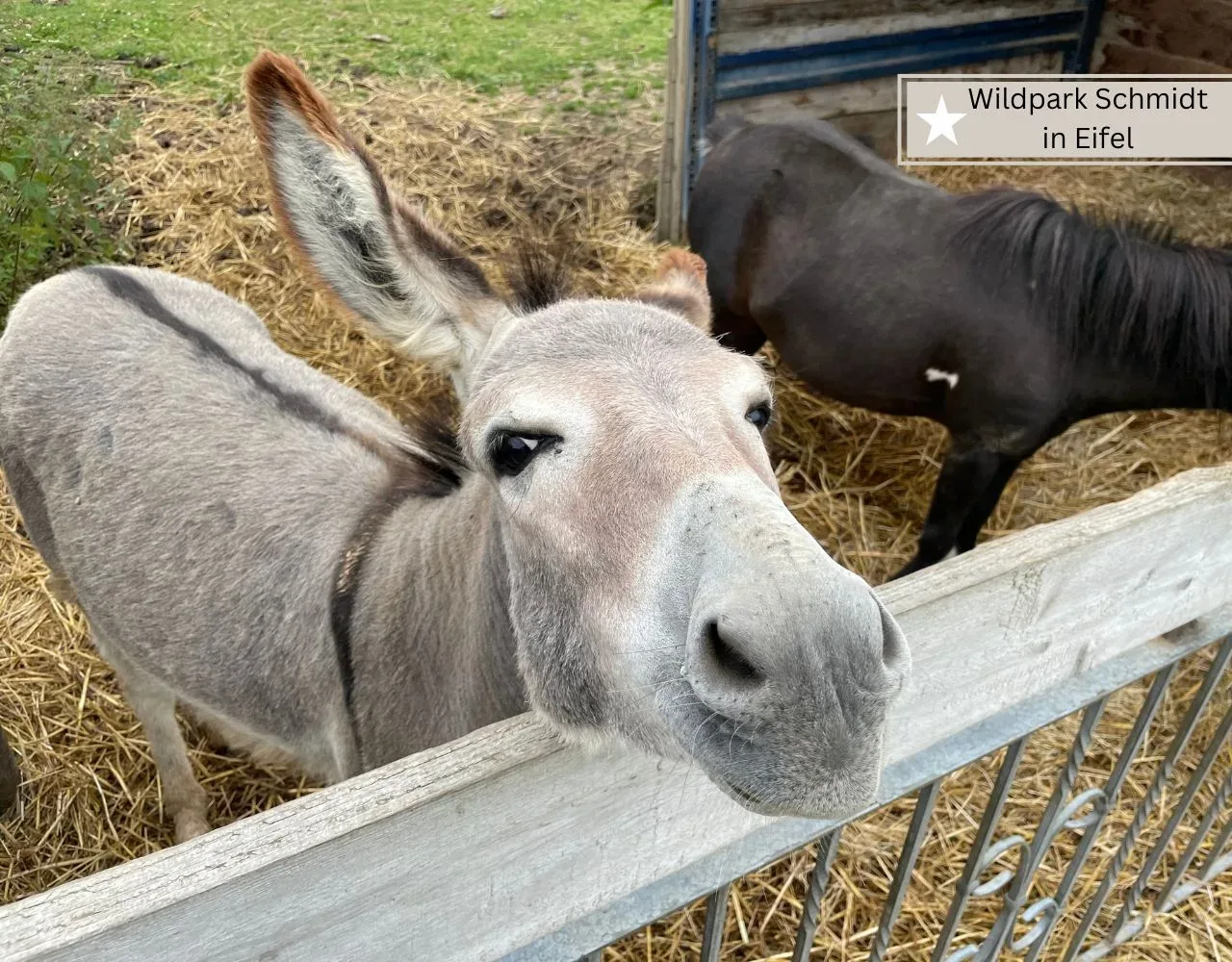 Eifel mit Kindern - Wildpark Schmidt