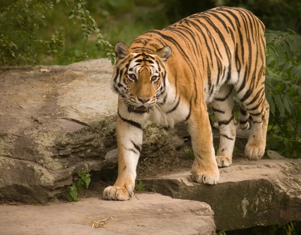 Köln mit Kindern - Kölner Zoo
