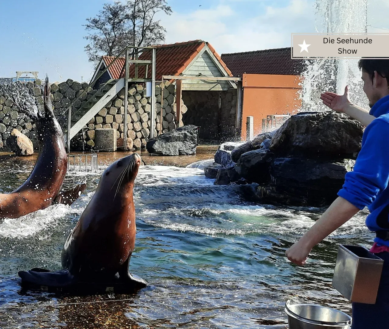 Delfinarium Harderwijk mit Seehunden