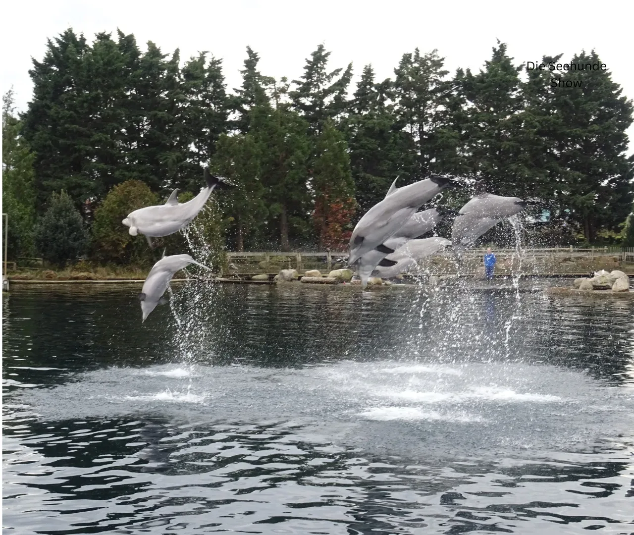 Delfinarium Harderwijk mit den Delfinen