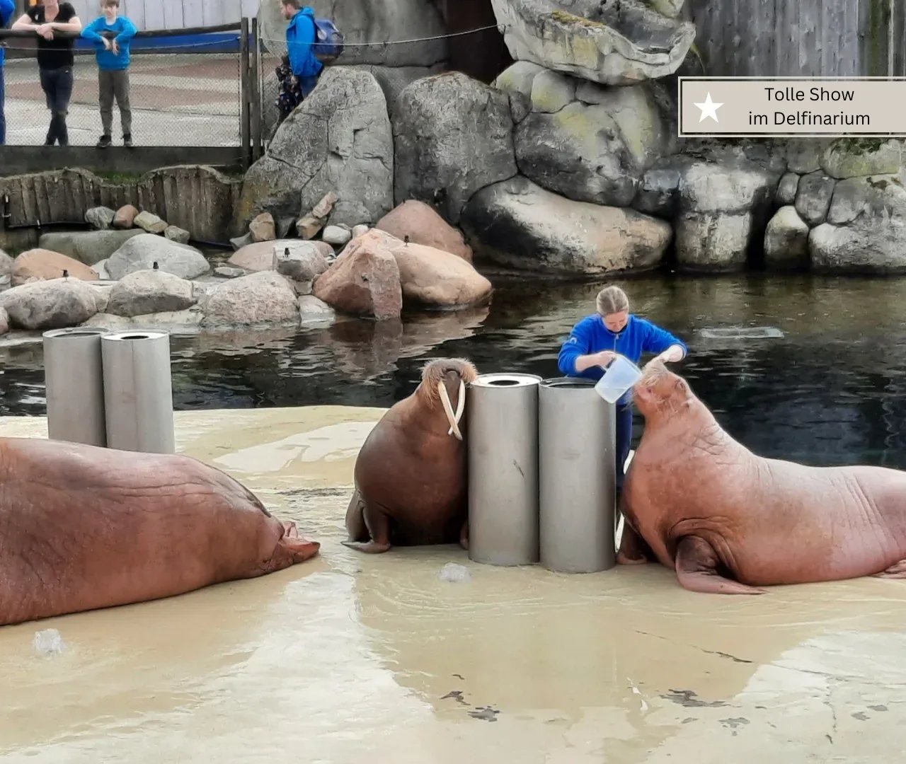 Dolfinarium Harderwijk mit Kleinkind ab 5 jahren (4)