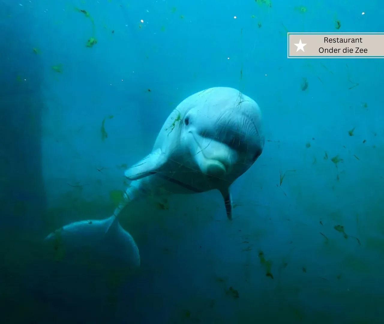 Dolfinarium Harderwijk mit Restaurant Onder die Zee (1)