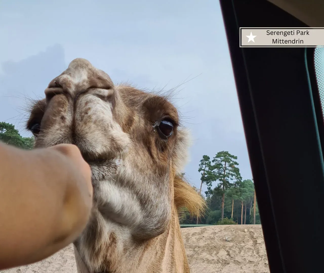 Freizeitparks Niedersachsen mit Kinder - der Serengeti Park in Hodenhagen