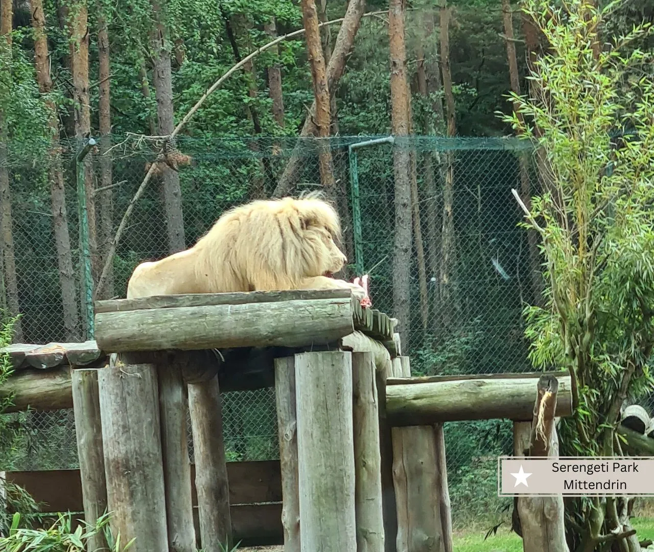 Freizeitparks Niedersachsen mit Kleinkinder - der Serengeti Park in Hodenhagen (2)