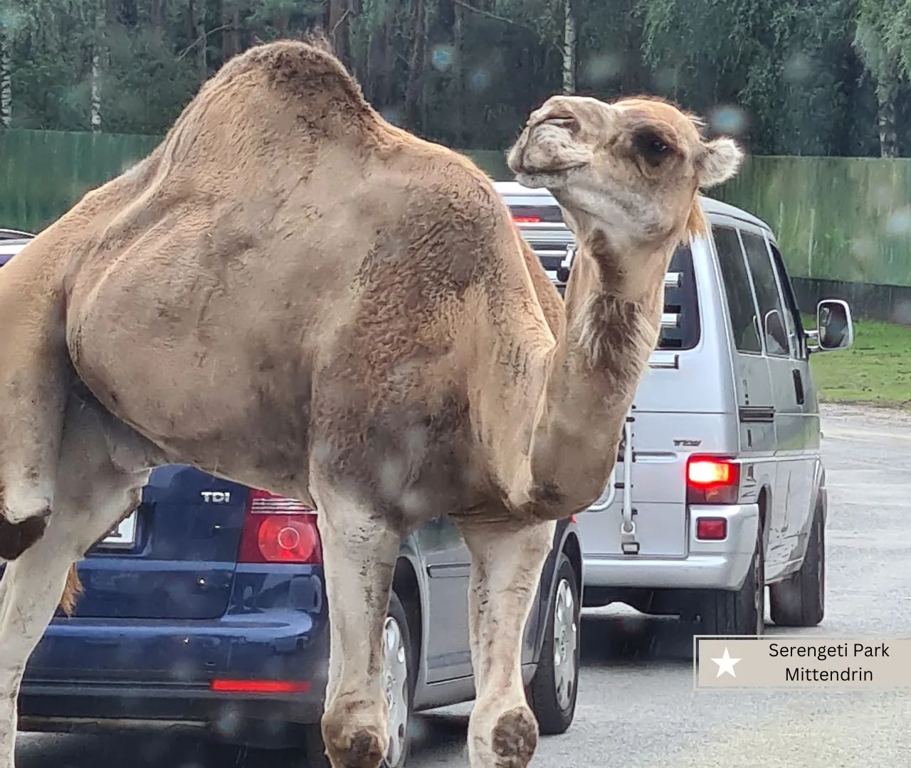 Freizeitparks Niedersachsen mit Kleinkinder - der Serengeti Park in Hodenhagen mit Kamelen