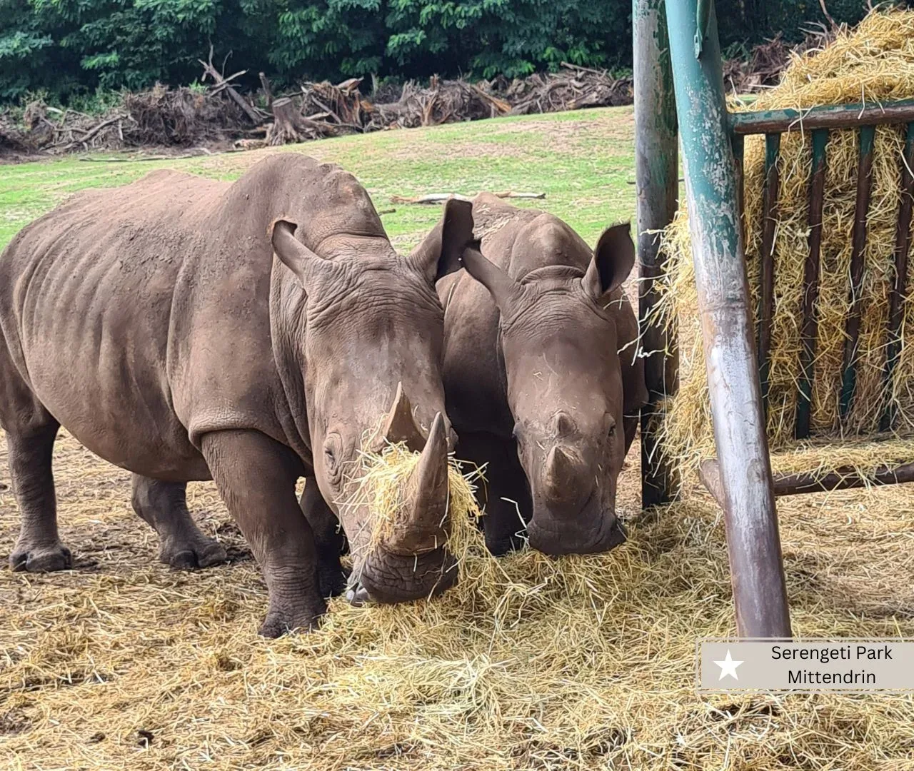 Freizeitparks Niedersachsen mit Kleinkinder - der Serengeti Park in Hodenhagen