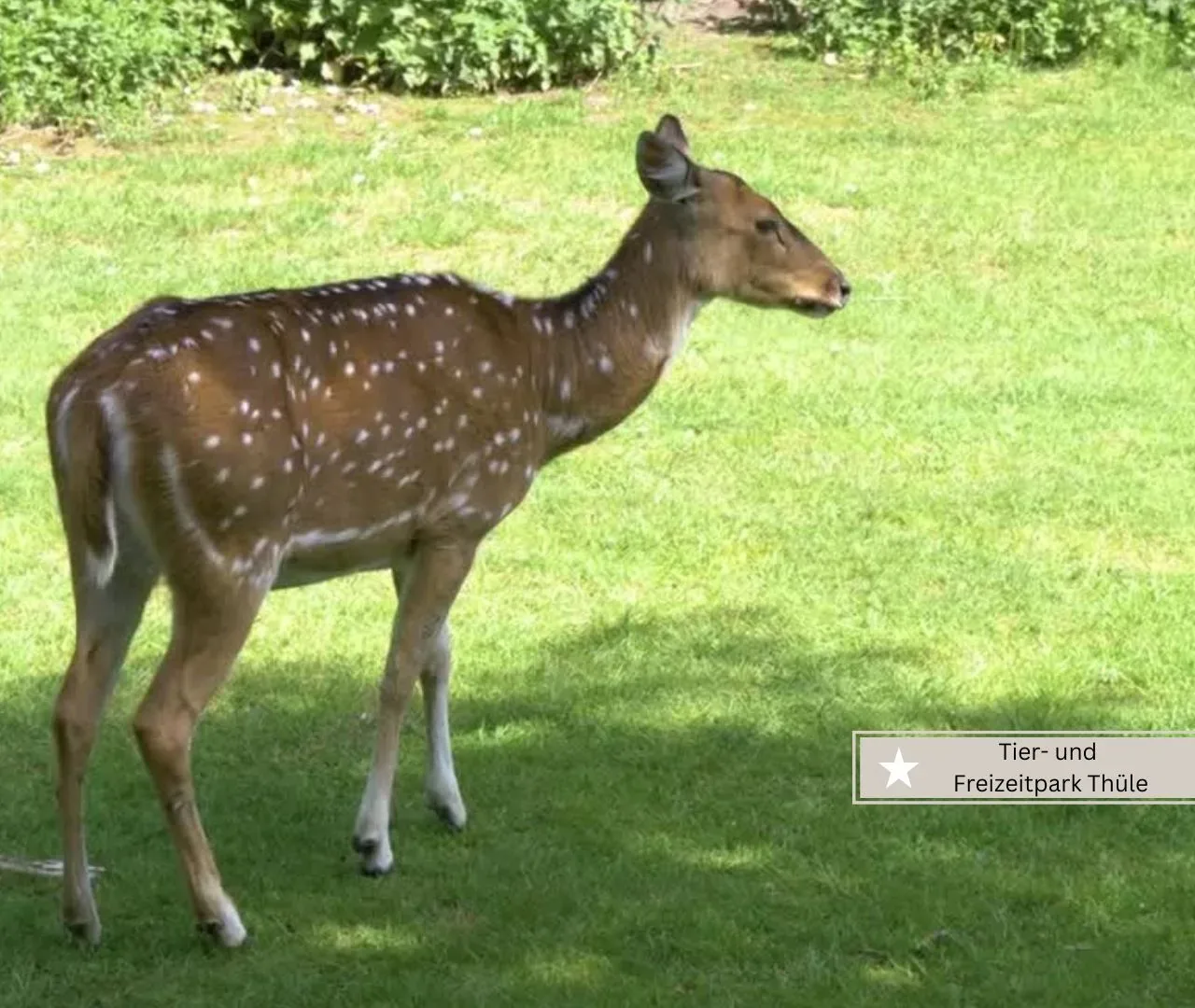 Freizeitparks in Niedersachsen - Tier und Freizeitpark Thüle (2)