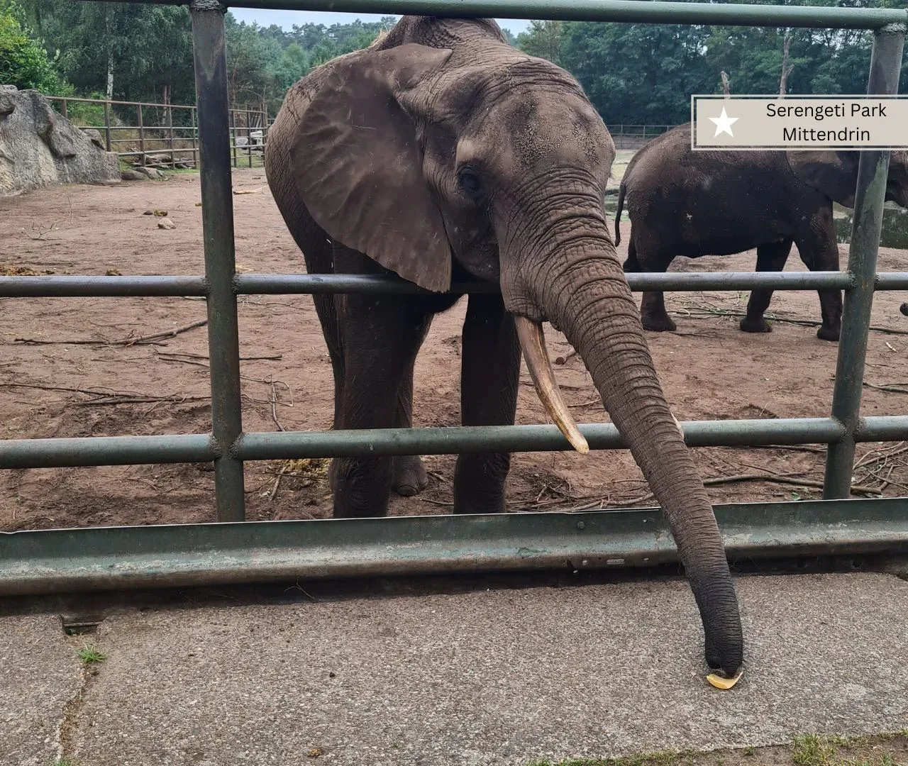 Freizeitparks mit Kleinkinder - der Serengeti Park in Hodenhagen mit Elefanten