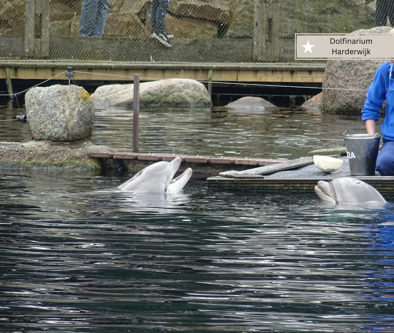 Dolfinarium in Harderwijk mit Kleinkind – Ab welchem Alter macht das Sinn?