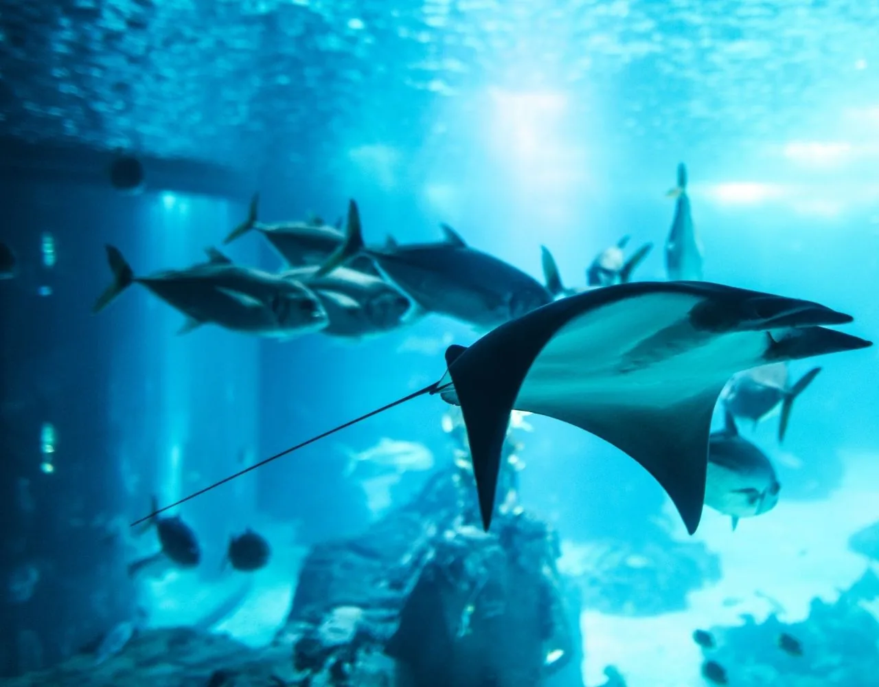 Alle Sea Life Center in Deutschland auf einen Blick