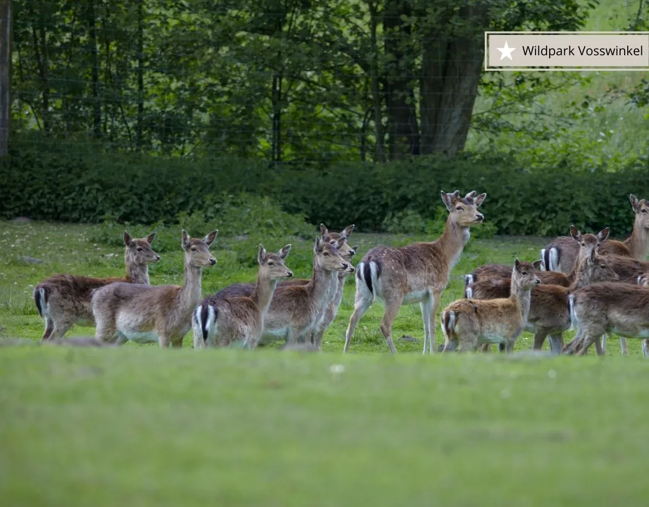 Ausflugsziele im Sauerland mit Kindern - Wildpark Vosswinkel