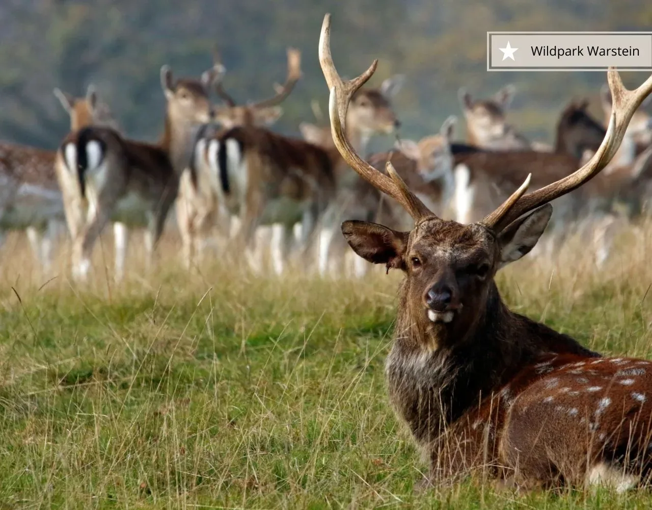 Ausflugsziele im Sauerland mit Kindern - Wildpark Warstein mit Sikahirsch