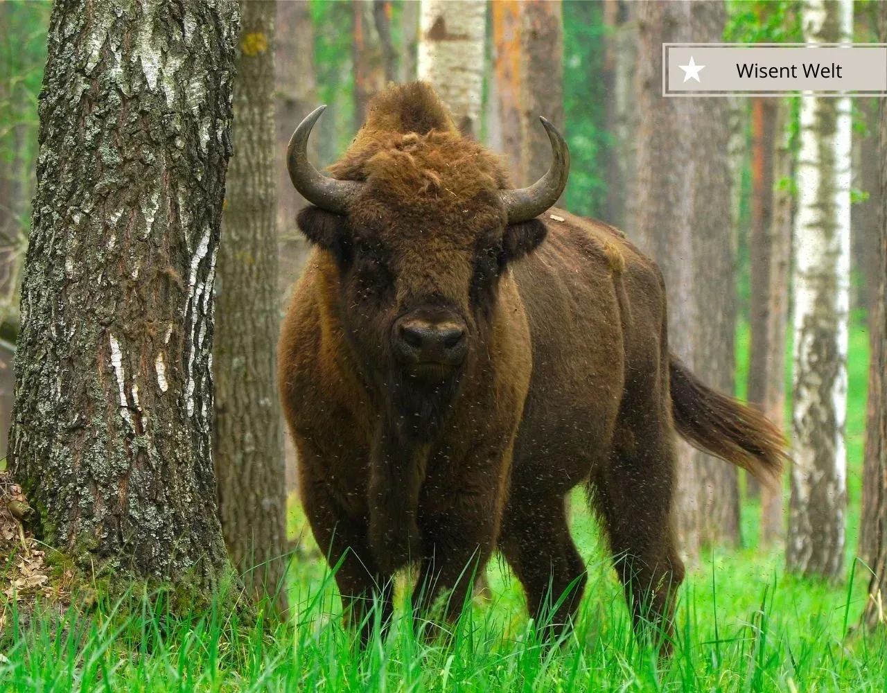 Ausflugsziele im Sauerland mit Kindern - Wisent Welt