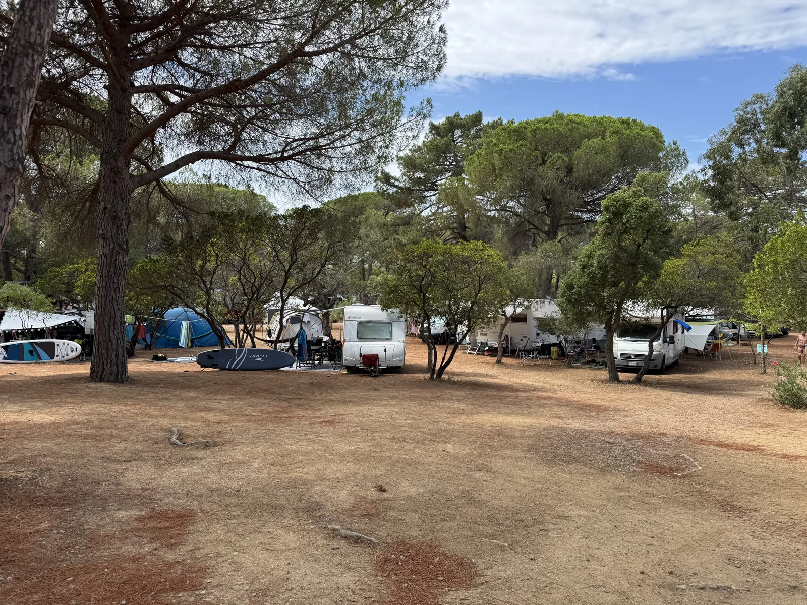 Schattige Wiese unter Schirmpinien auf dem Camping California