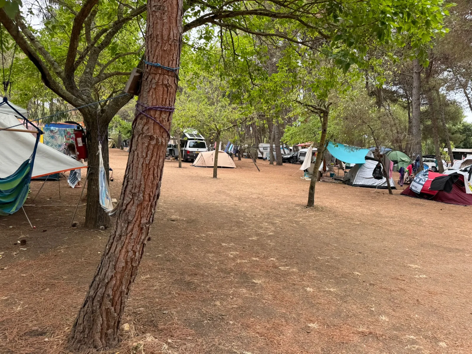 Schattige Stellplätze mit Hängematte unter hohen Pinien am Camping Ras l'Bol bei Olmeto-Plage auf Korsika