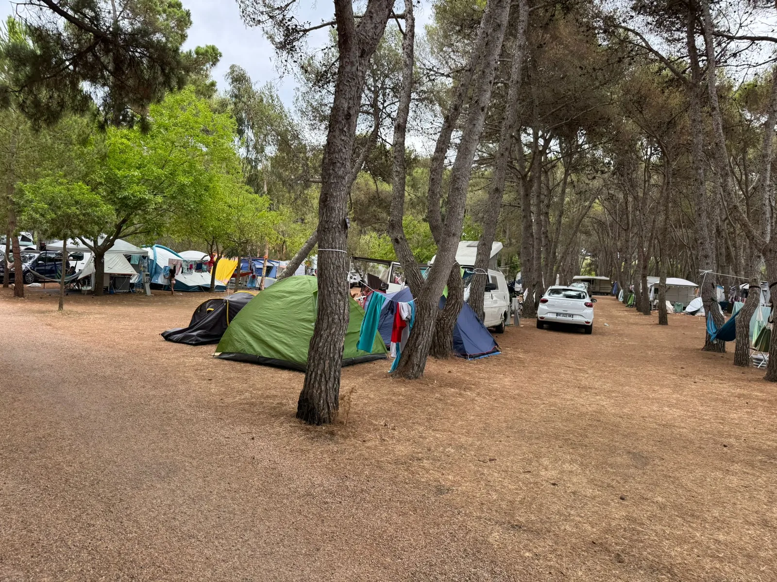 Stellplätze unter hohen Pinien am Camping Ras l'Bol bei Olmeto-Plage