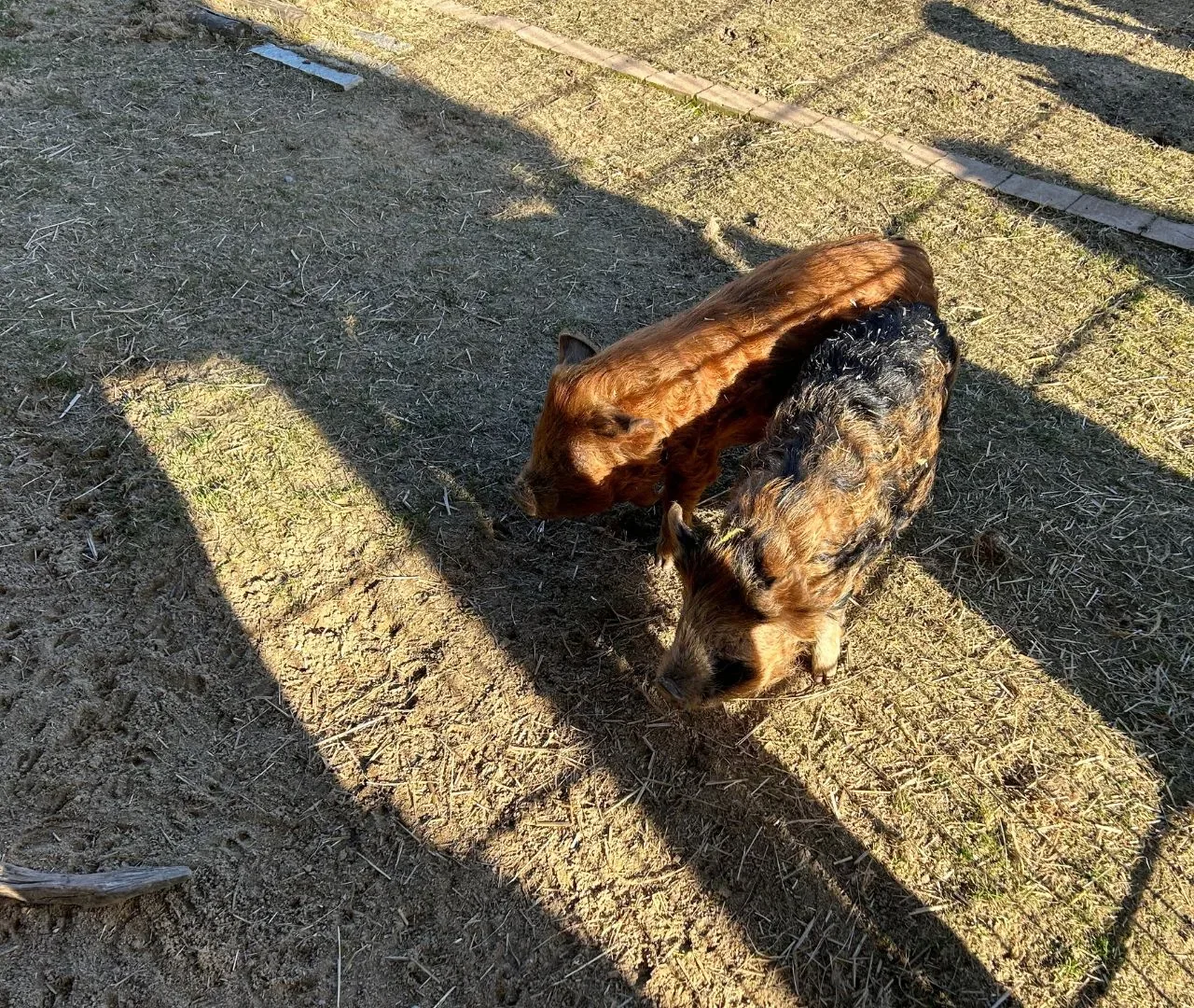 Schweinchen auf dem Kinderbauernhof im Center Parcs Park Allgäu