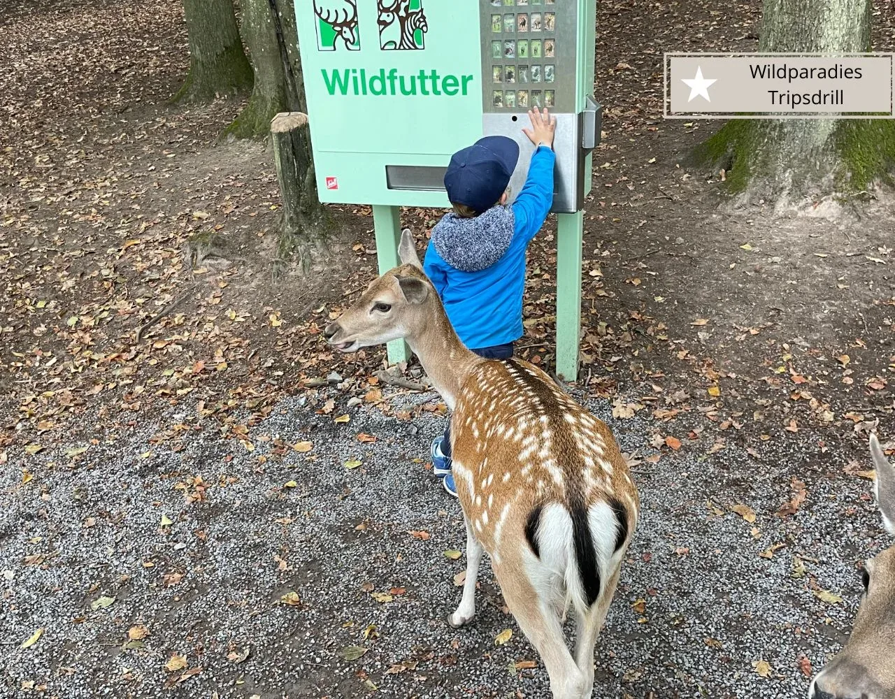 Hirsche füttern im Wildpark Tripsdrill am frühen Morgen