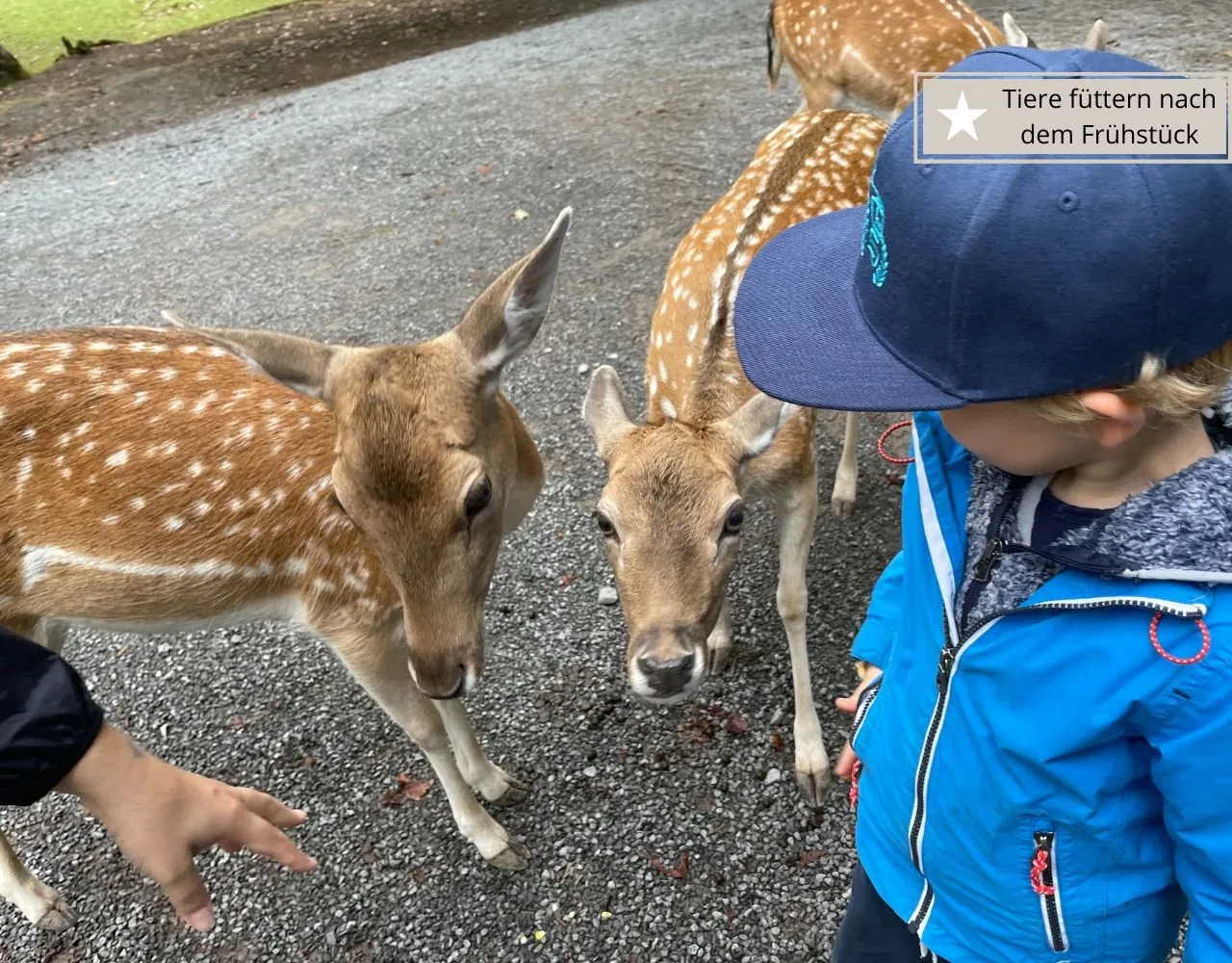 Tiere füttern im Wildparadies Tripsdrill