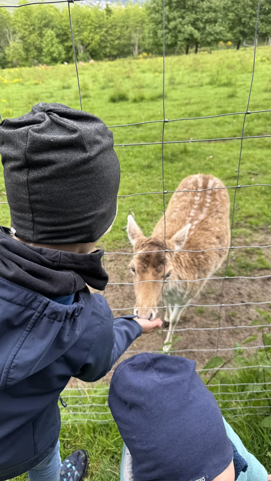 Kinder füttern Damhirsche im Wildgehege des Landal Sonnenberg