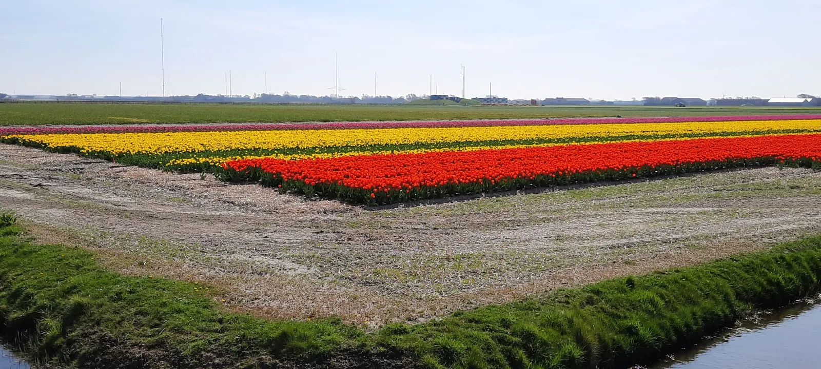 Tulpenfelder I Julianadorp
