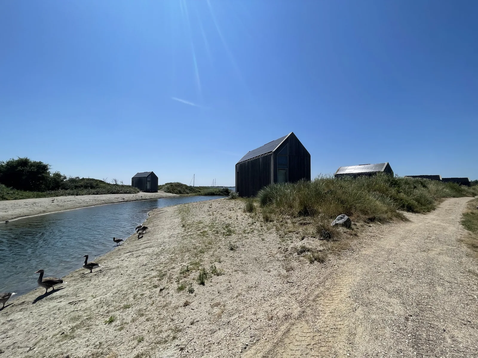 Gänse im flachen Wasser der Bucht, dahinter Sandweg und ein dunkles Ferienhaus auf der Düne