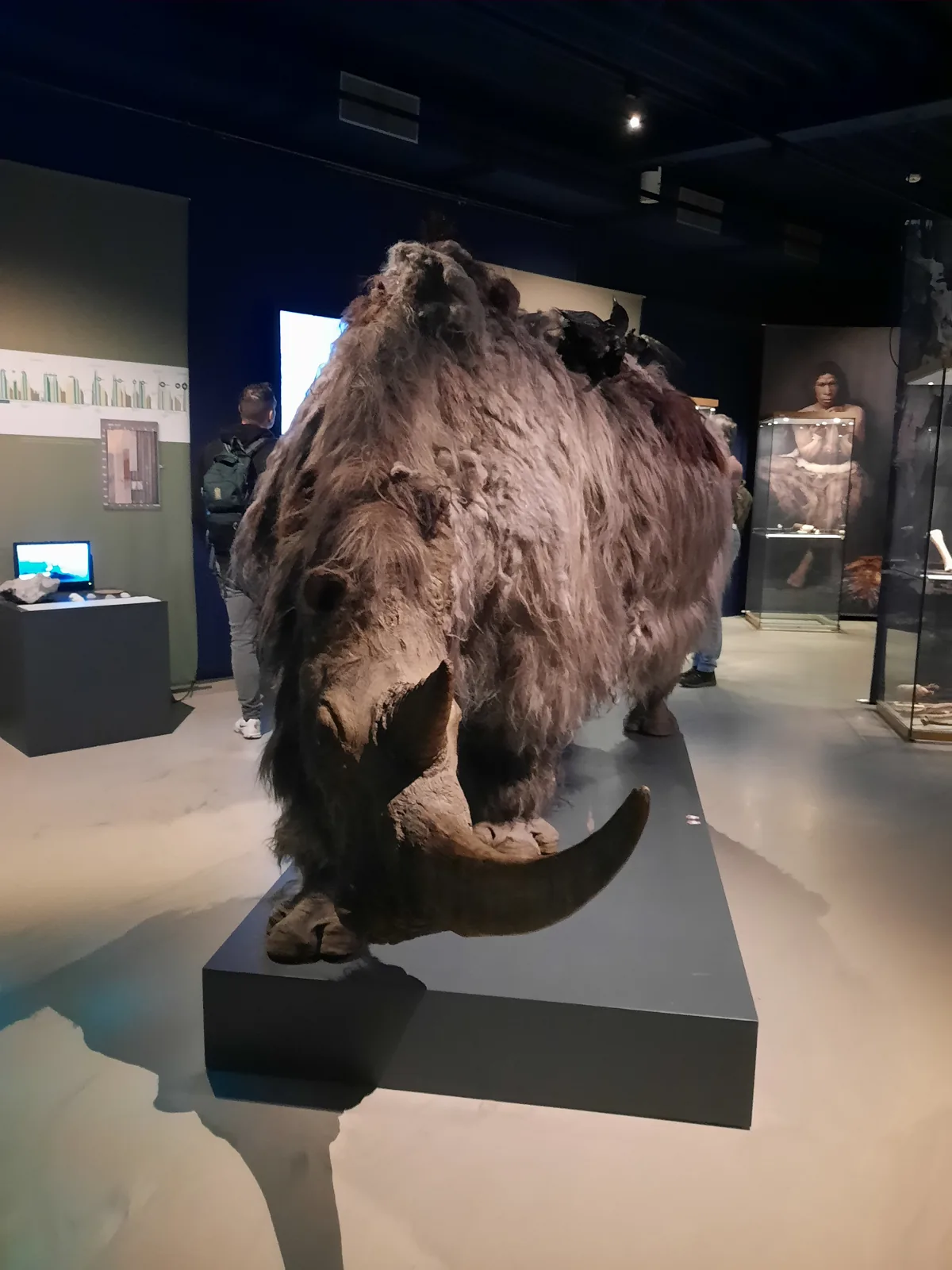 Zotteliges Eiszeittier-Präparat auf einem Podest im dunklen Ausstellungsraum