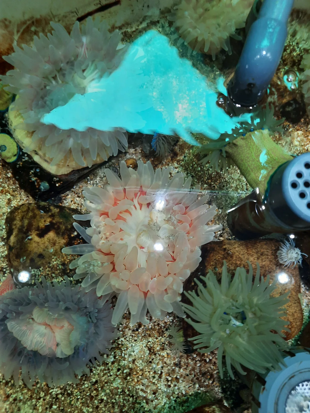Flaches Berührungsbecken mit Seeanemonen, Seesternen und einem türkisen Rochenmodell