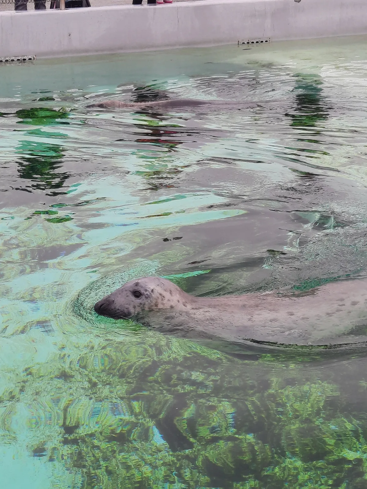 Mehrere Seehunde im grün schimmernden Becken, einer schaut in die Kamera