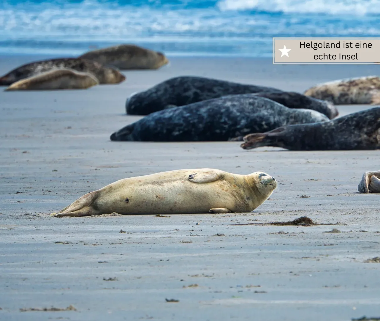 Familienurlaub an der Nordsee - Helgoland (1)