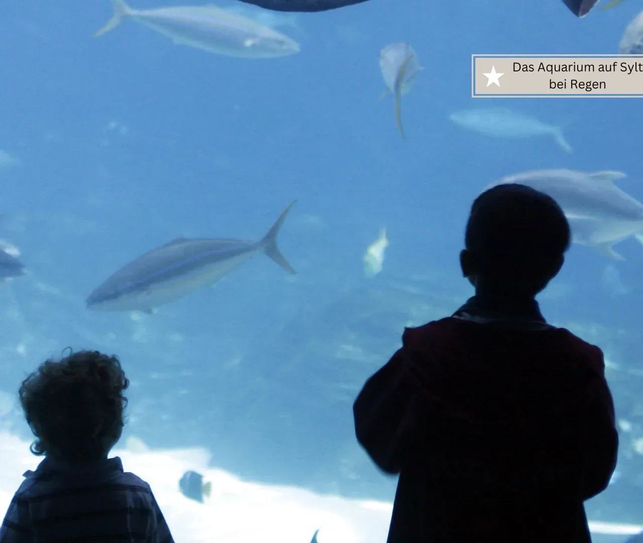 Sylt mit Kindern bei schlechtem Wetter- Das Aquarium mit Kinderwagen