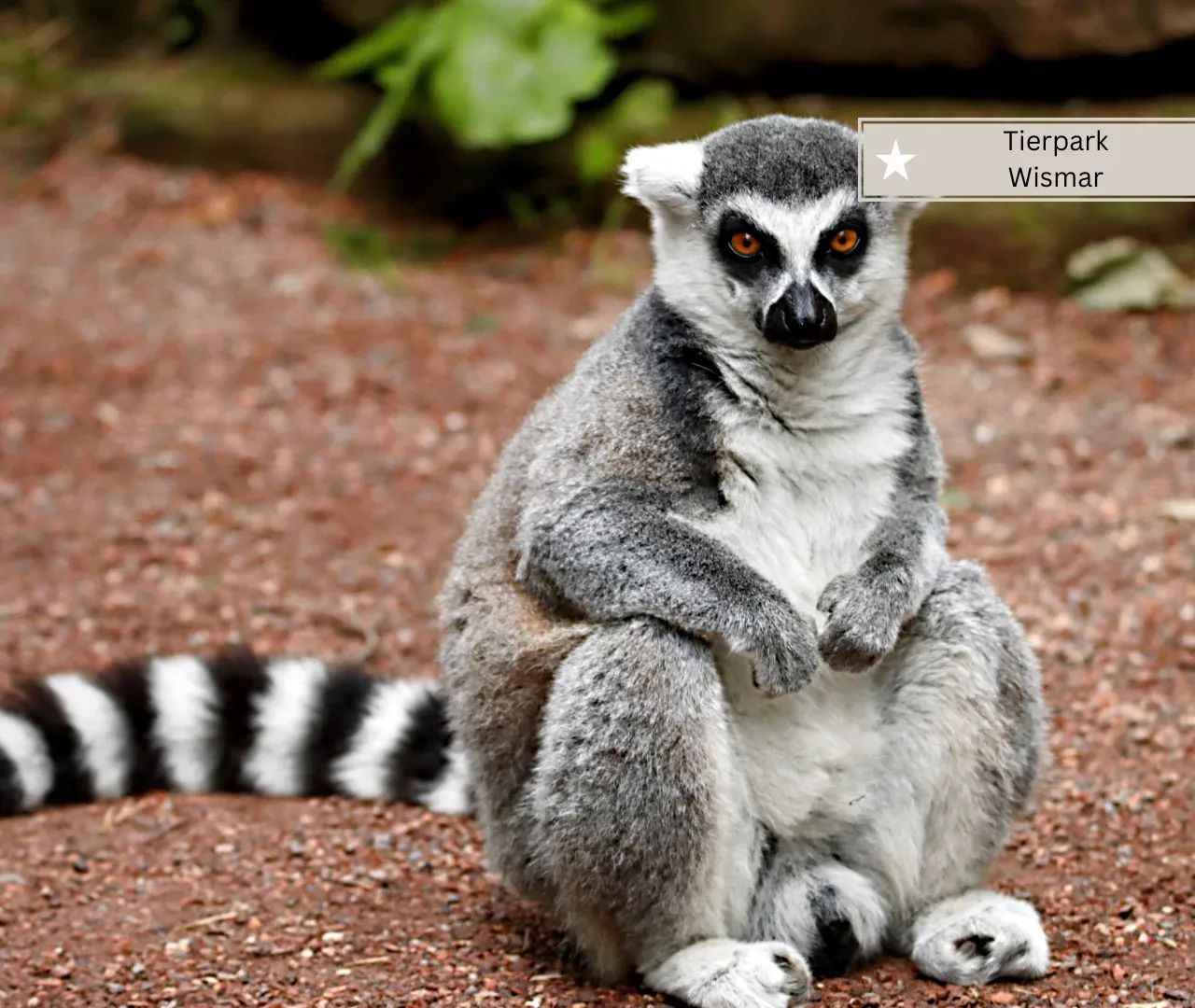 Boltenhagen mit Kindern -Tierpark Wismar
