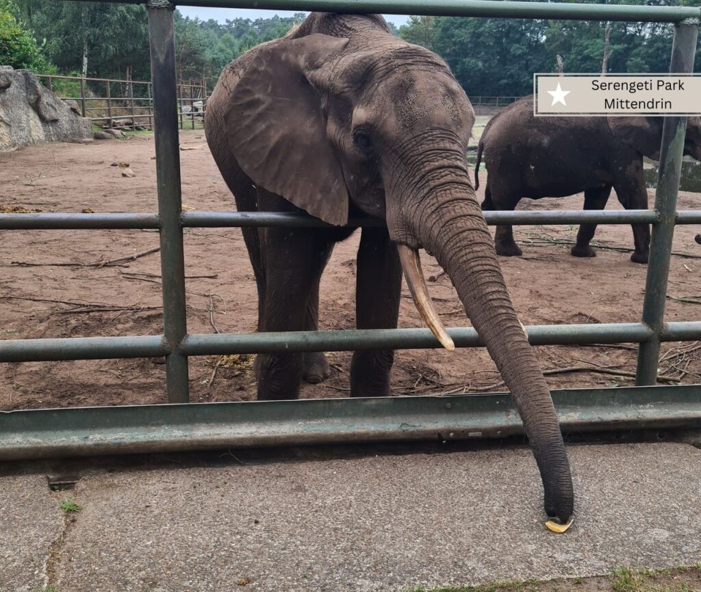 Freizeitparks mit Kleinkinder - der Serengeti Park in Hodenhagen mit Elefanten