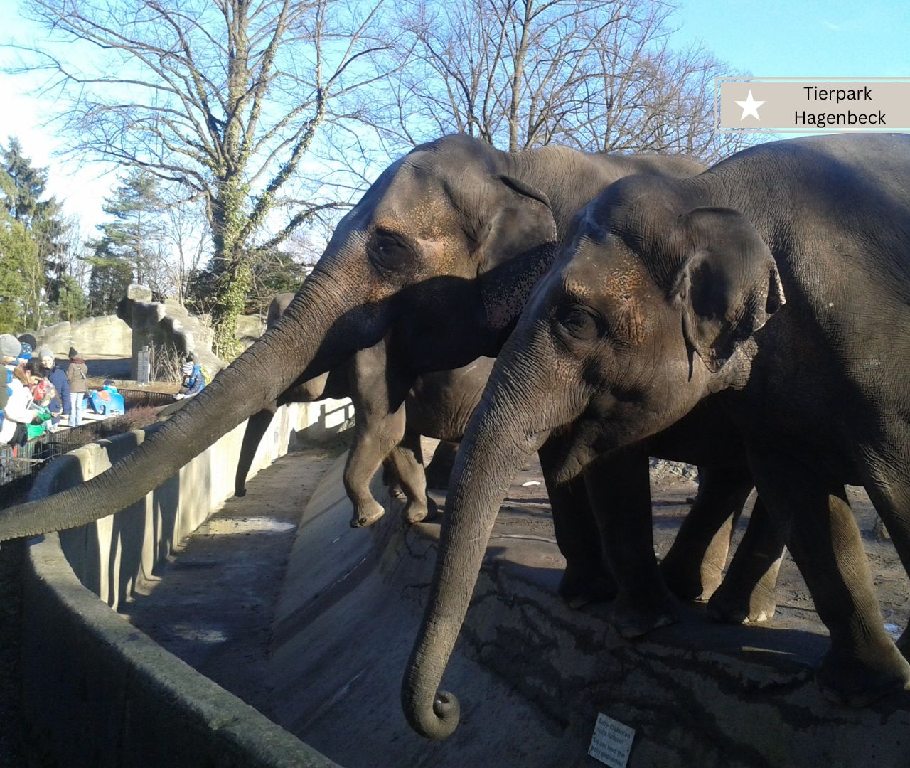 Tierpark Hagenbeck mit Elefanten im Hamburg - Toller Ausflug