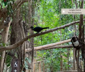 Jungle Dome Het Heijderbos - Indoorspielplatz mit wilden Vögeln