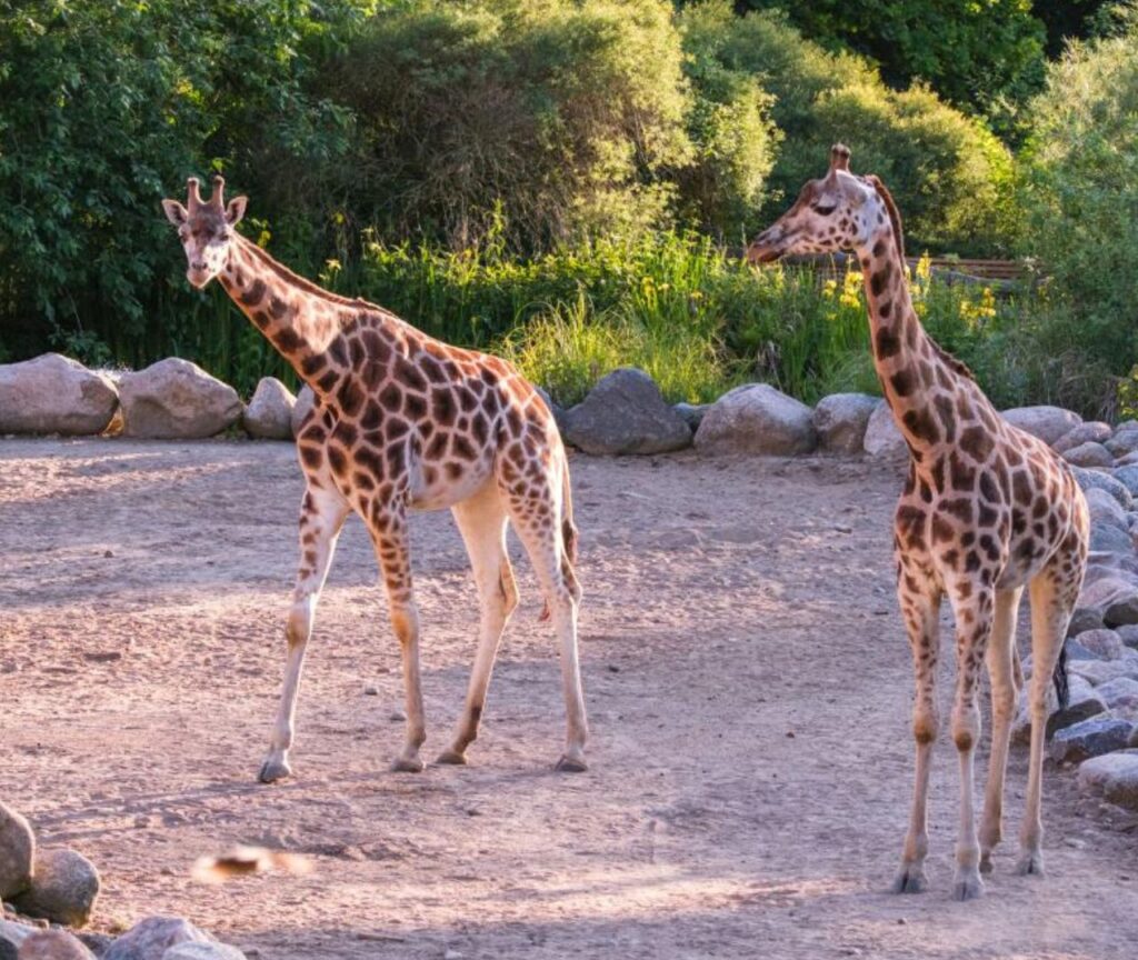 Die besten Ausflugstipps für Kinder an der Ostsee Einfach Reisen mit Kind