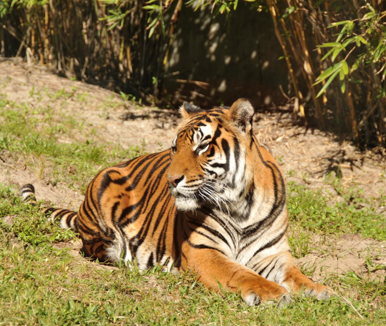 Sibirische Tiger im Tigerpark Dassow