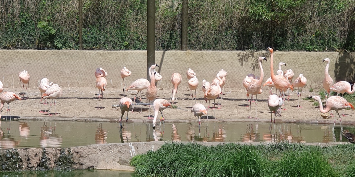 Vogelpark Marlow mit Flamingos